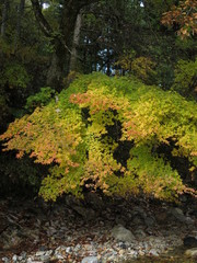 モミジの紅葉