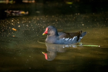 moorhen