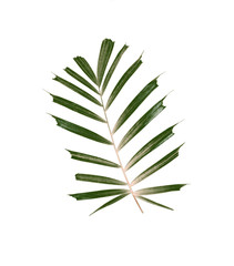 green leaves of palm tree isolated on white background