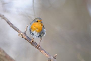 Perching Robin in winter