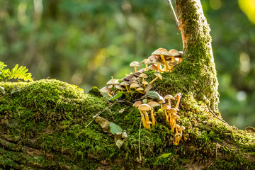 fungi