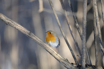 Perching Robin in winter
