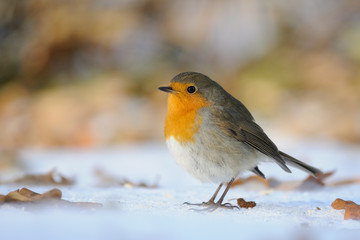 Wintering Robin walking in the snow