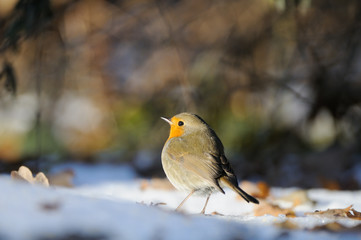 Wintering Robin walking in the snow