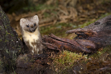 The European pine marten (Martes martes), known most commonly as the pine marten in Anglophone Europe, and less commonly also known as pineten, baum marten, or sweet marten