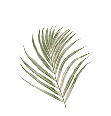 Green leaf of palm tree on white background