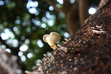 Cultivated mushroom is growing on hardwood log