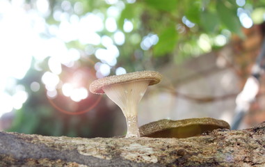 Lentinus polychrous (hedlom) is cultivated in northern Thailand