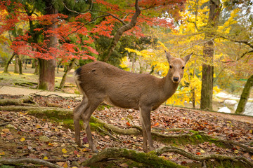 Fototapeta premium Deer in Nara park, Japan 