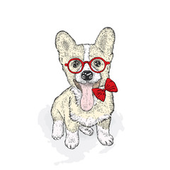Cute puppy with glasses and tie. Welsh-Corgi-Pembroke.