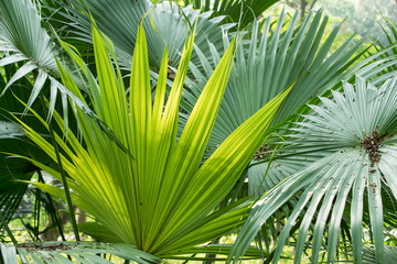 Borassus flabellifer,Sugar palm, Cambodian palm isolated on whit