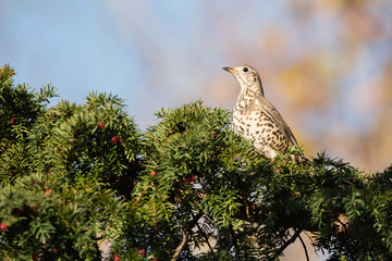 Mistle Thrush, Song Thrush, Turdus viscivorus