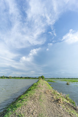 green field and blue sky