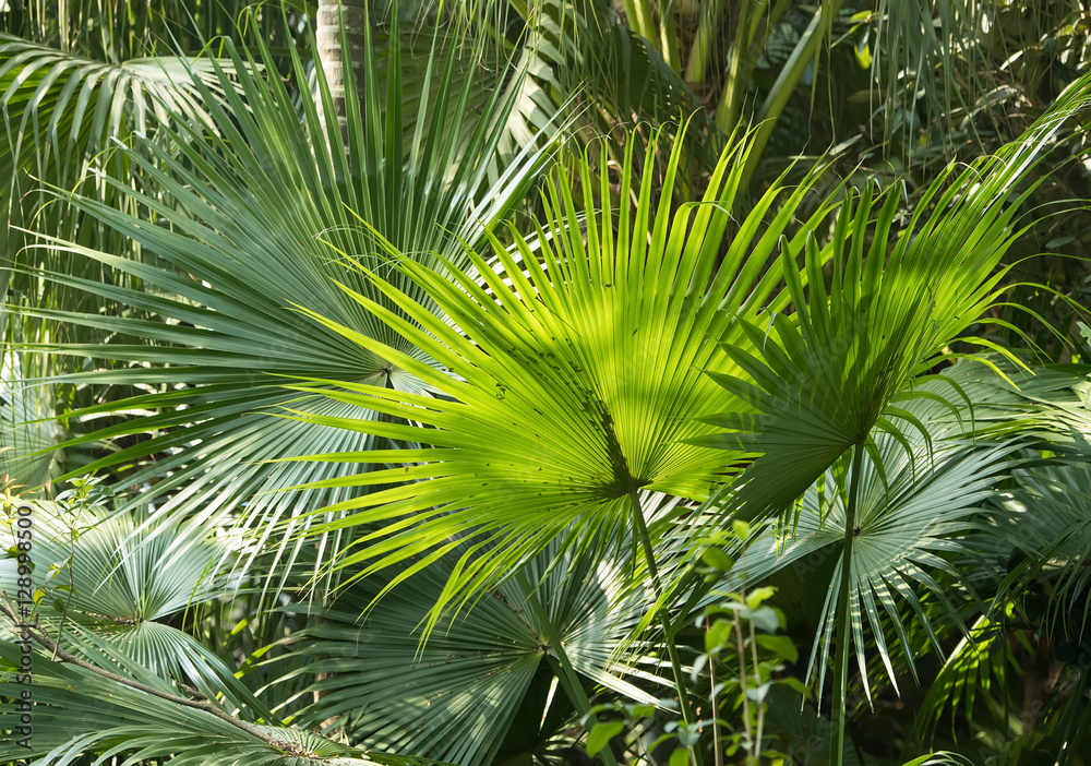 Wall mural Borassus flabellifer,Sugar palm, Cambodian palm isolated on whit