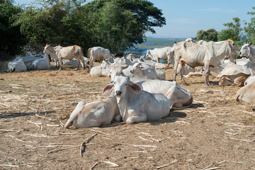 Fototapeta na wymiar group of cow