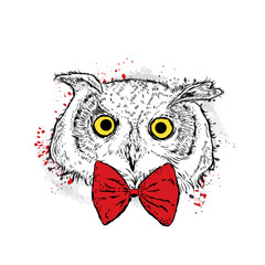 Owl in the bow tie. Vector illustration.