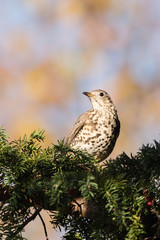 Mistle Thrush, Song Thrush, Turdus viscivorus