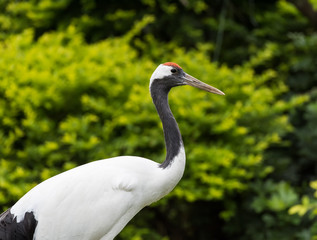 Red-Crowned crane