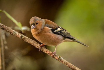 chaffinch