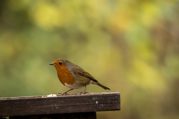 robin