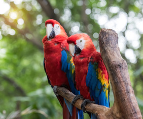 Colourful parrots bird sitting on the perch.