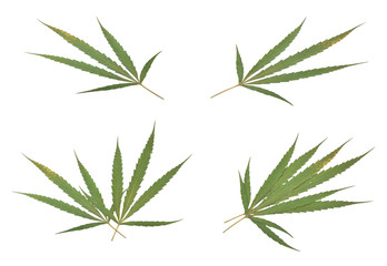 Fototapeta premium marijuana leaf