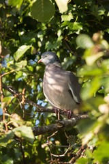 Common Wood Pigeon, Wood Pigeon, Columba palumbus