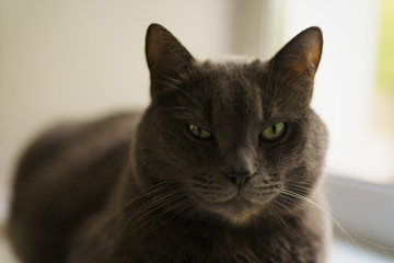 big gray cat sitting near window, close up portrait