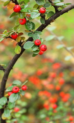 red holly with green leaves