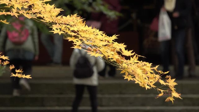 4K・もみじの枝と参拝者_04-252