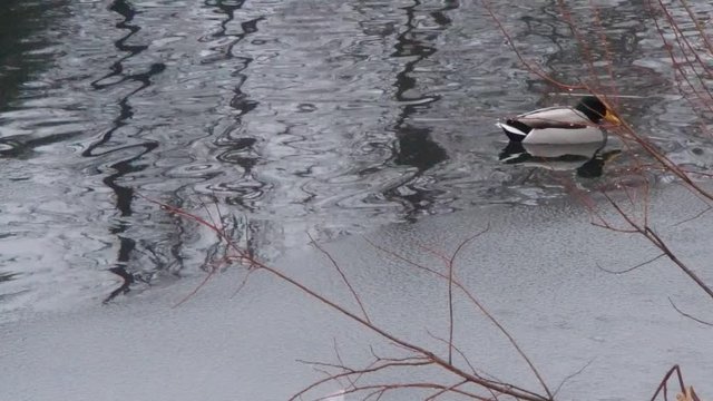 canards en hiver