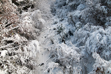 Trees under snow at the winter time