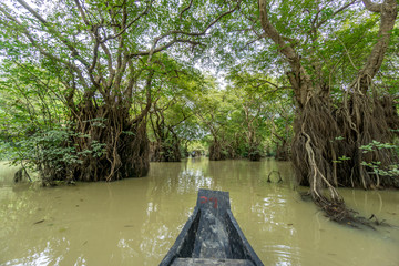 swamp forest ratargul
