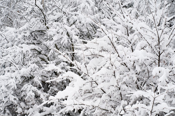 Trees under snow at the winter time