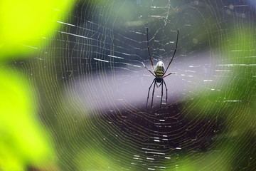 spider building spider web with bokeh background.