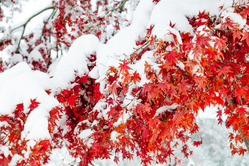 Maple Leaf with snow in early winter