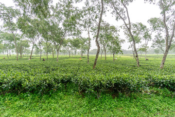 Women picks tea leafs on the tea garden