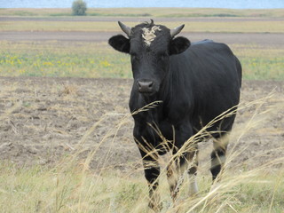 Молодой бычок.