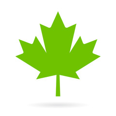 Green maple leaf vector icon