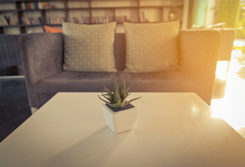 Cactus on wooden table in modern living room. Vintage tone