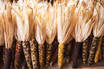 Indian Corn
