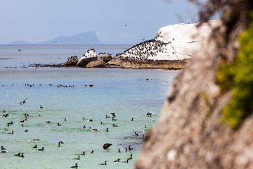 Cormorant colony in Simon's Town, South Africa