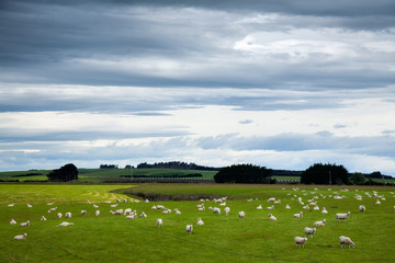 Sheep grazing at a pasture in New Zealand
