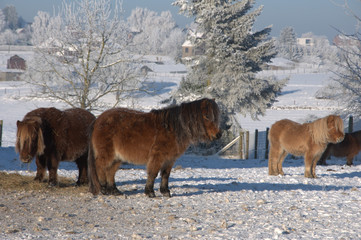 ponies in the snow 
