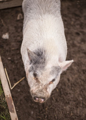 Pig in Pen