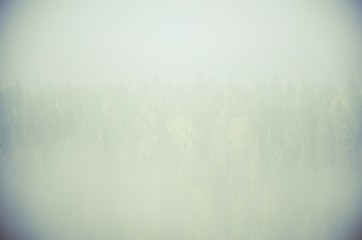 thick morning mist in coniferous forest. coniferous trees, thickets of green forest.
