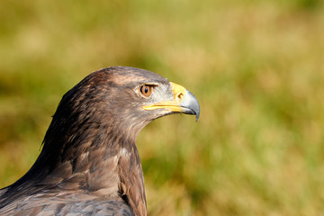 Steinadler