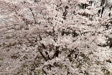 Cherry blossoms.

