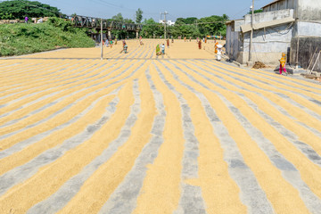 Drying paddy in the sun