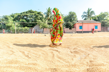 Drying paddy in the sun
